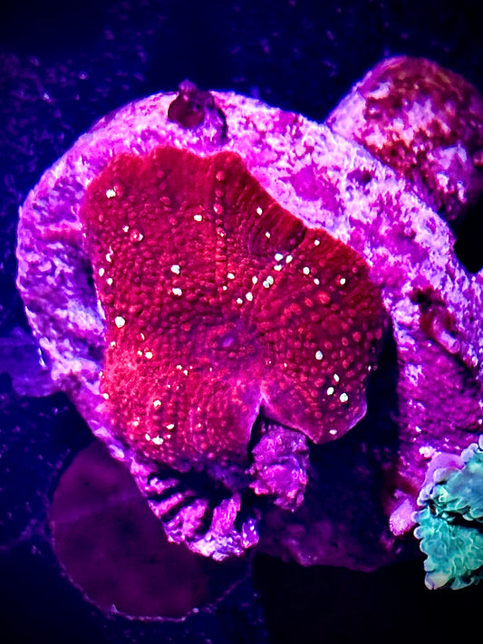 Ultra red devil mushroom