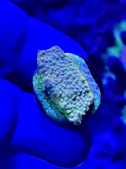Green/yellow Acro!