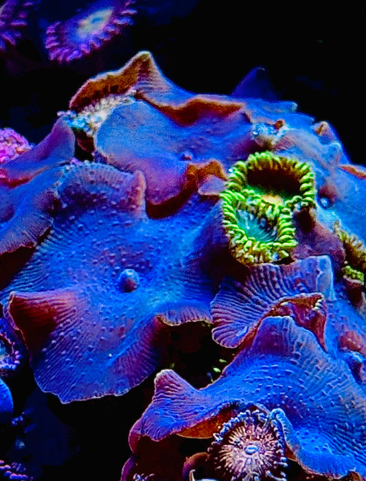 Blue/purple disco mushroom