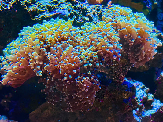 Green octospawn