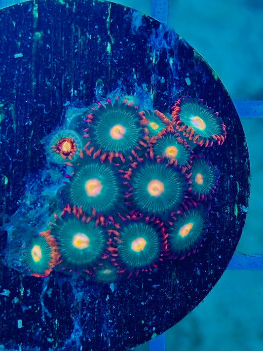 Gatorade Zoa