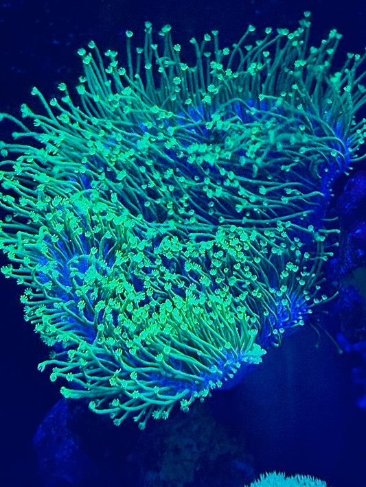Long tentacle neon green leather