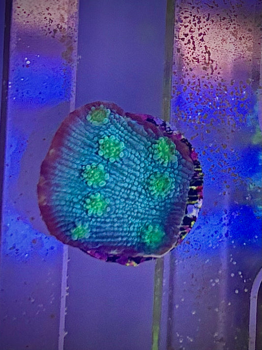 Hollywood stunner chalice