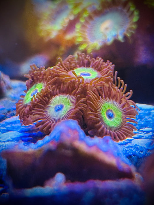 Bob Marley Zoa