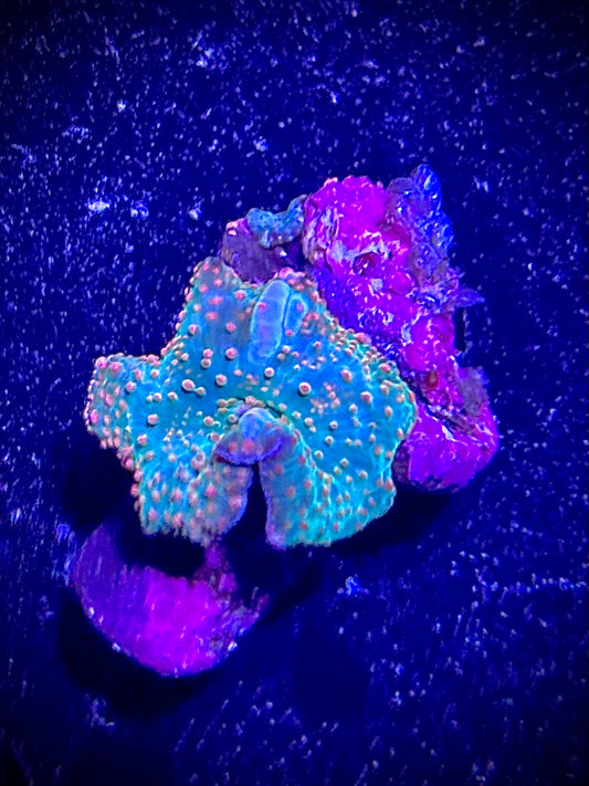 Nebula mushroom