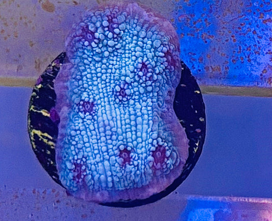 Glacial freeze chalice