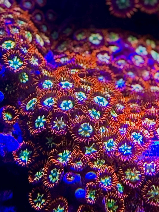 Firecracker/ring of fire Zoa