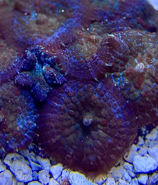 Purple rhodactis mushroom