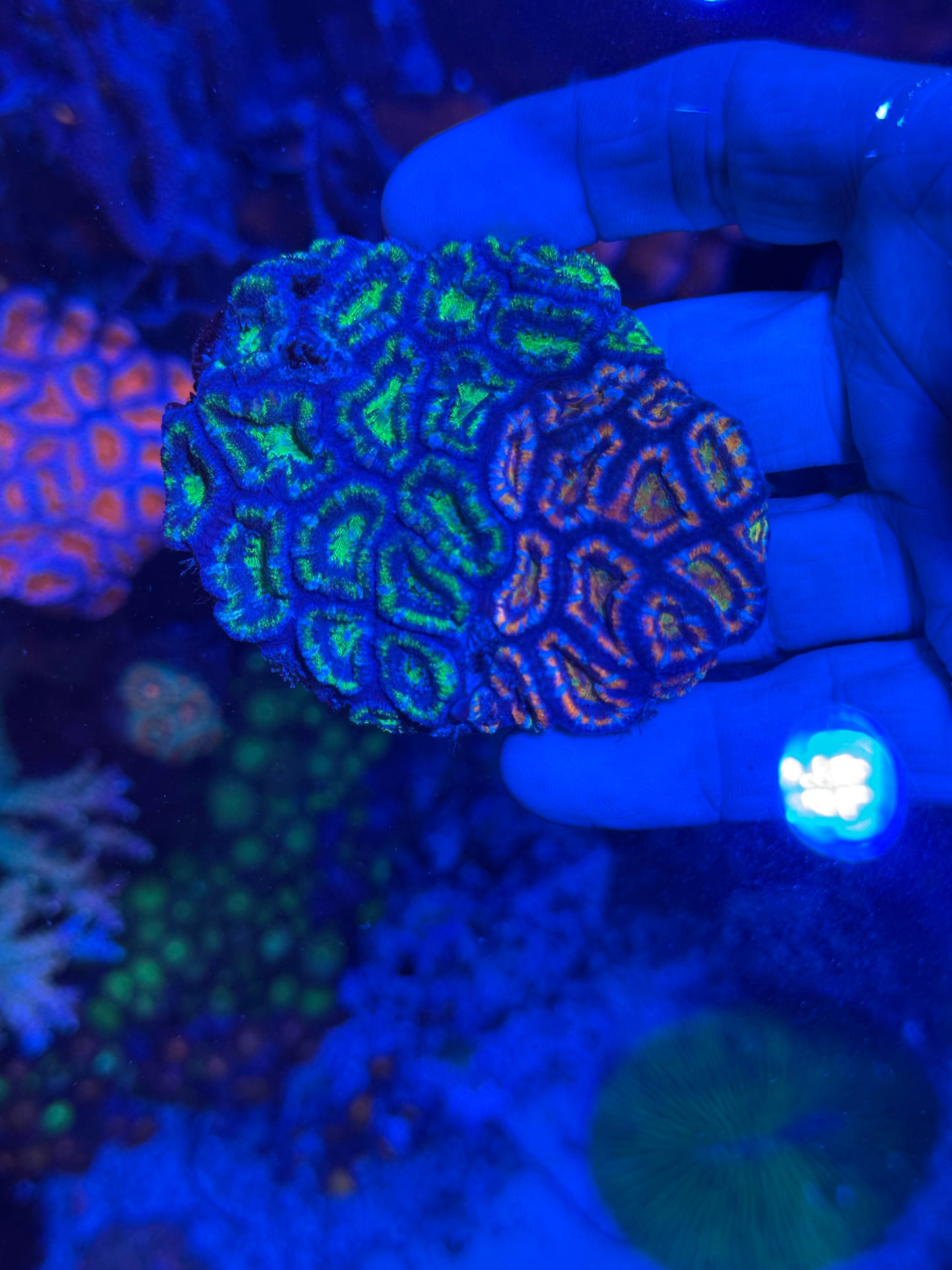 Multicolored Acan
