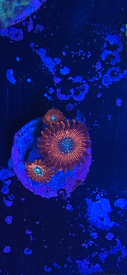 Magician  Zoa ￼