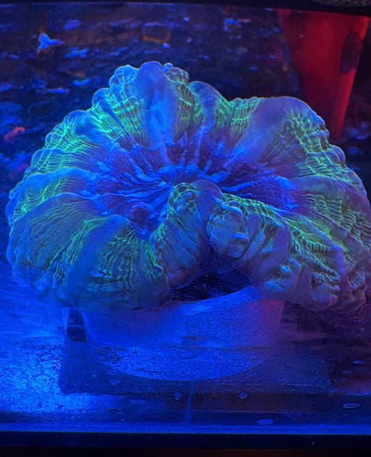 Small Acantho