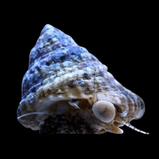 Astrea snail