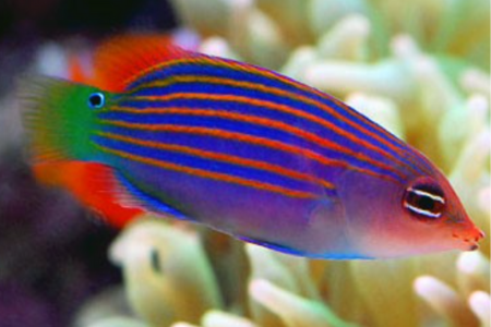 6-line wrasse